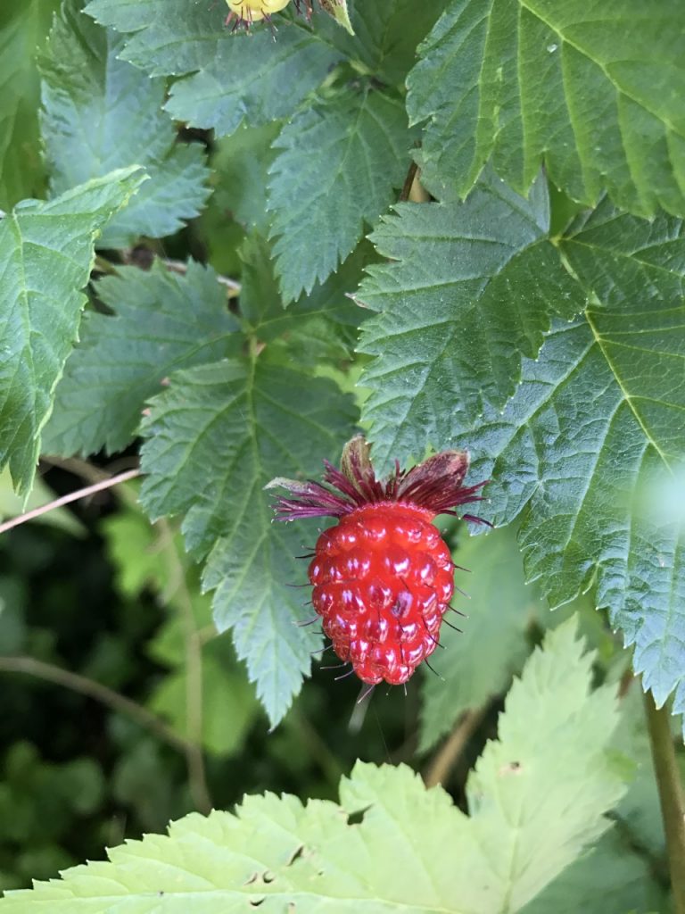 VANCOUVER framboises sauvages -wild raspberries