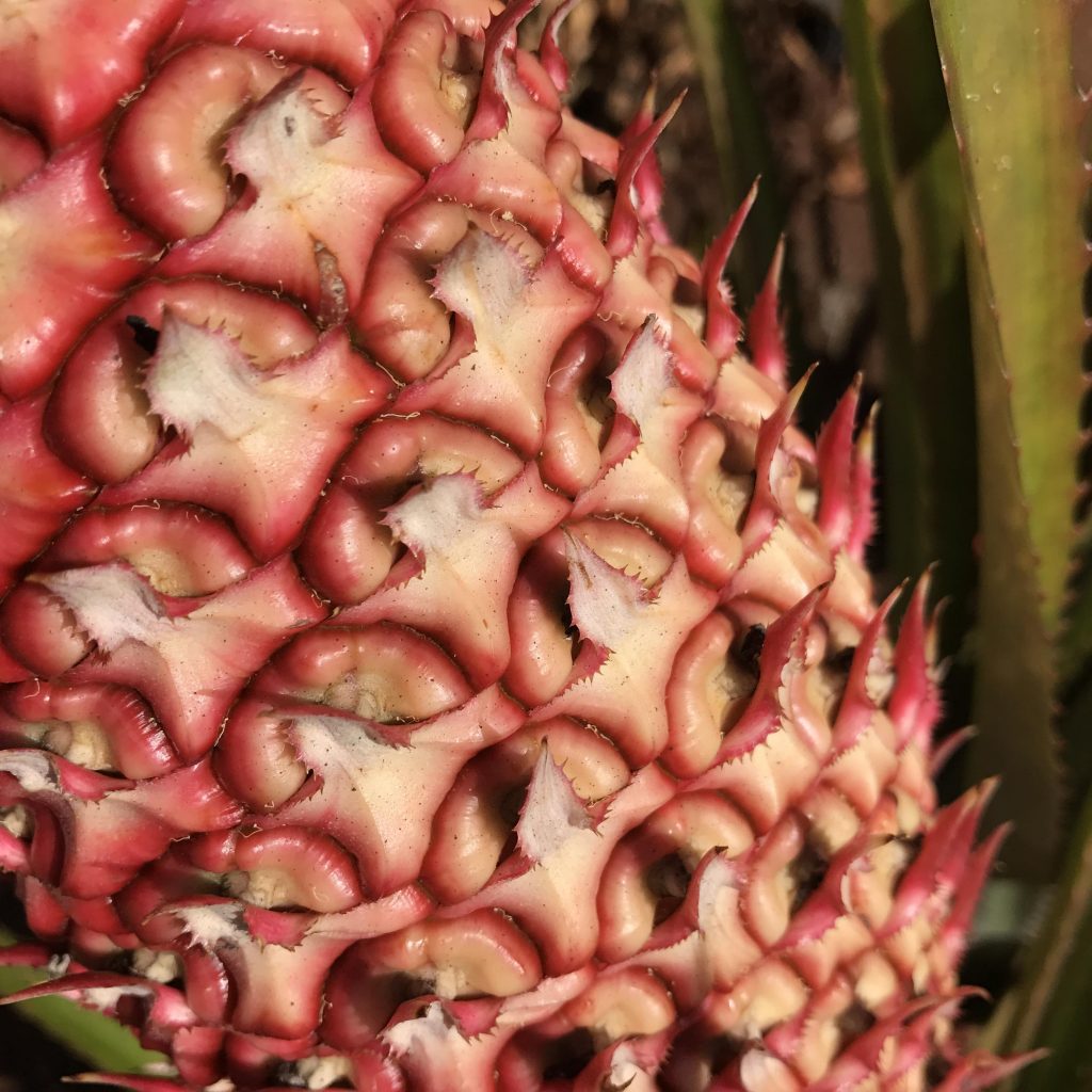 HAWAII OAHU DOLE PLANTATION - pineapple detail -détails ananas