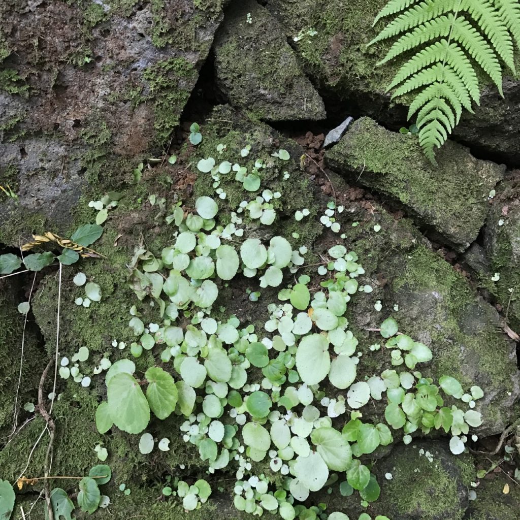 HONOLULU MANOA FALLS MICRO LEAVES ON ROCK micro feuilles 