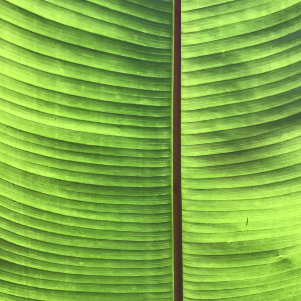 HONOLULU MANOA FALLS banana leaf feuille de bananier détail