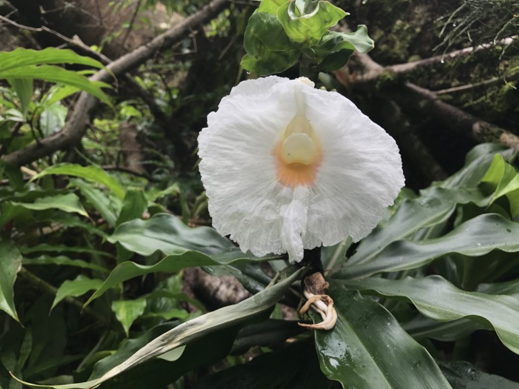HONOLULU MANOA FALLS fleur blanche White flower