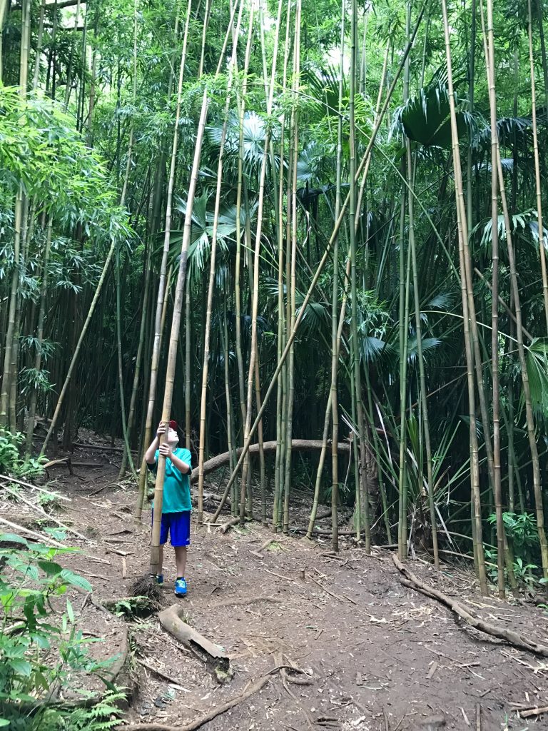 HONOLULU OAHU randonnée hike MANOA FALLS TRAILbambou bamboo