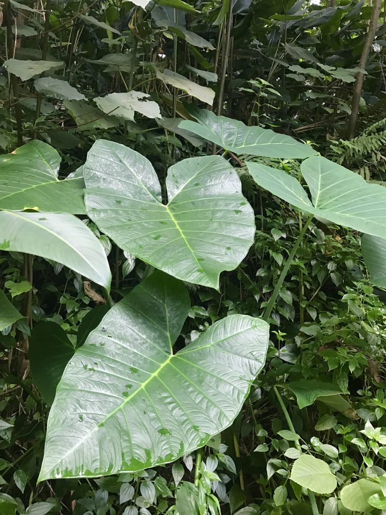 HONOLULU randonnée hike MANOA FALLS TRAIL feuilles tropicales
