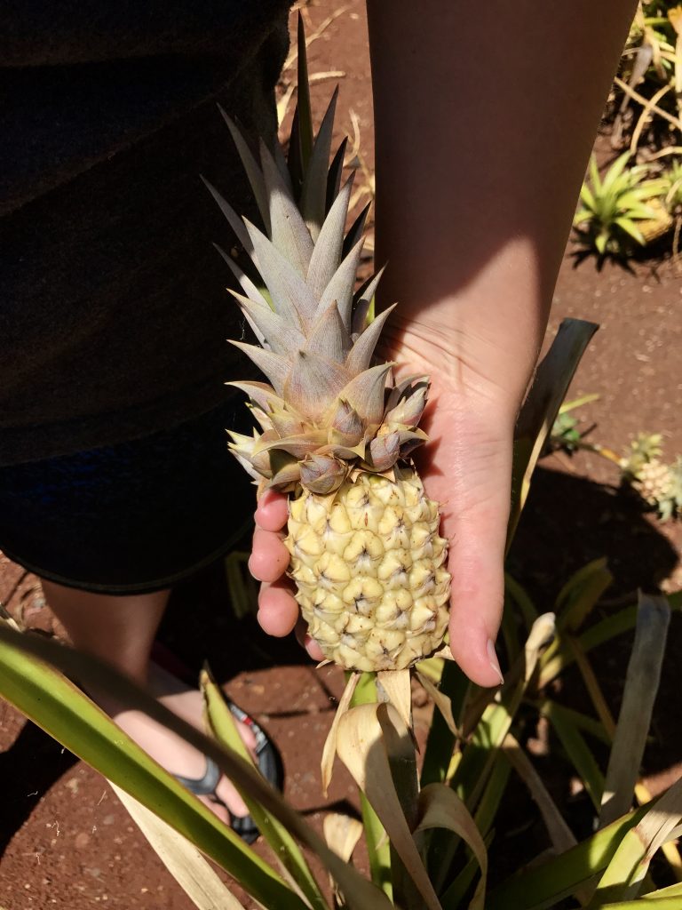 HAWAII OAHU DOLE PLANTATION baby pineapple -bébé ananas