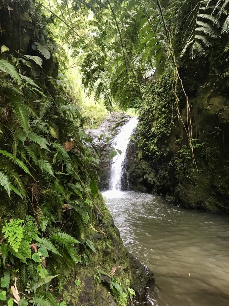 HAWAII MAUNAWILI WATERFALL Chute Maunawili Ferns Fougeres