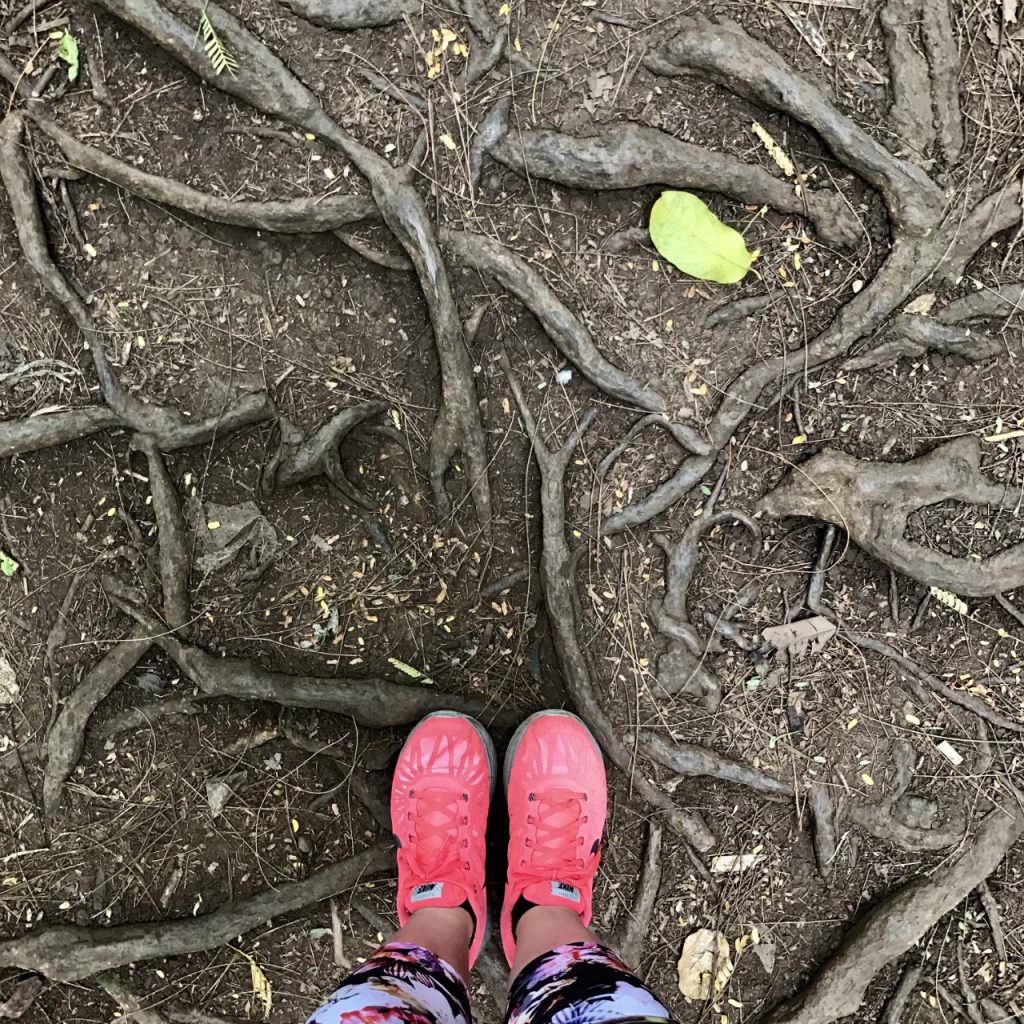 HAWAII MAUNAWILI WATERFALL Chute Maunawili hiking trail roots racines