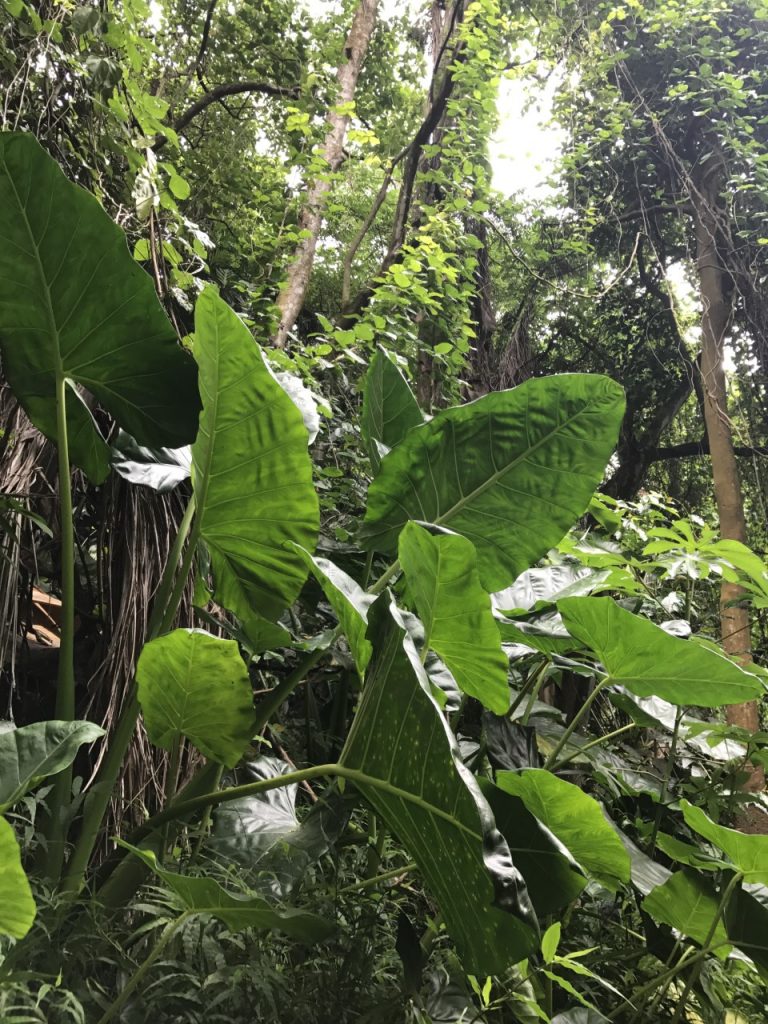 wili tropical leaves colocasia