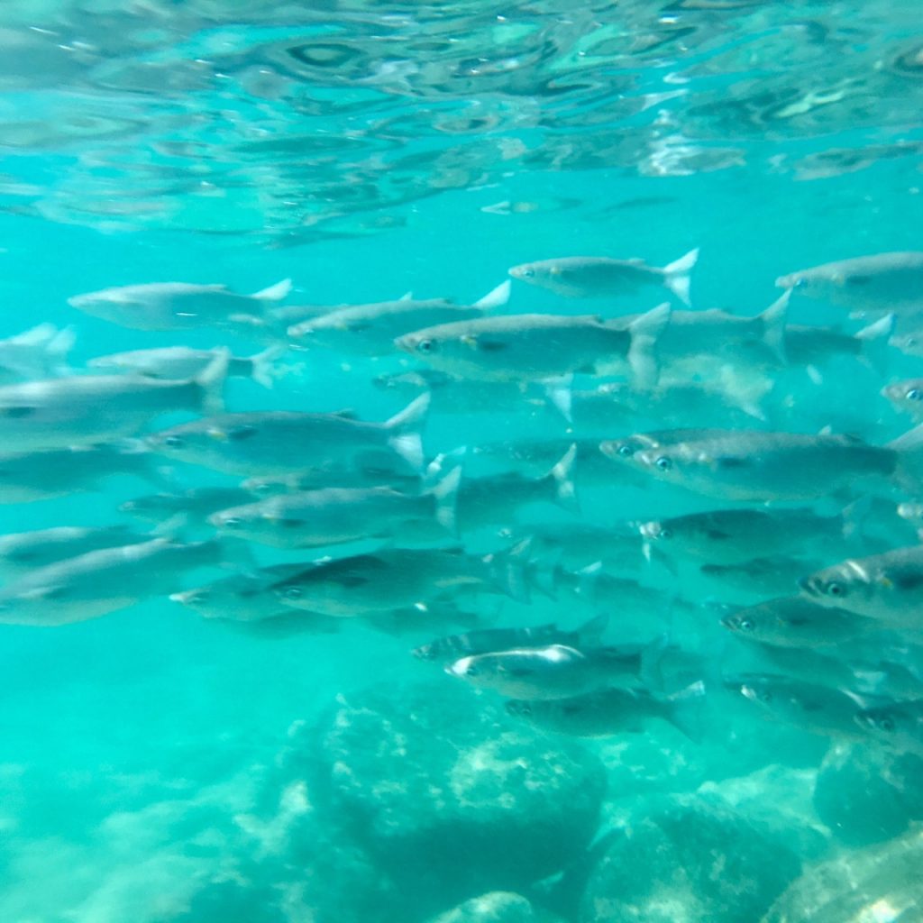 hawaii sharks cove snorkeling fish bank banc de poissons