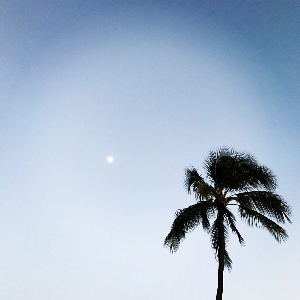 hawaii blues palm tree and moon palmier et lune